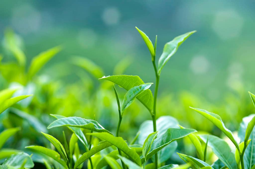 group of tea leaves