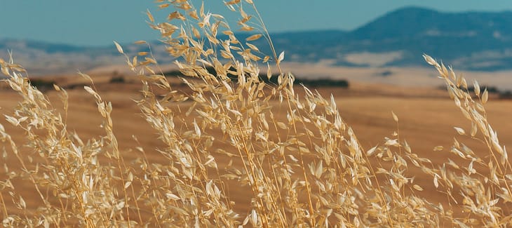 Oats Vs. Barley Vs. Wheat: Which Should You Eat?